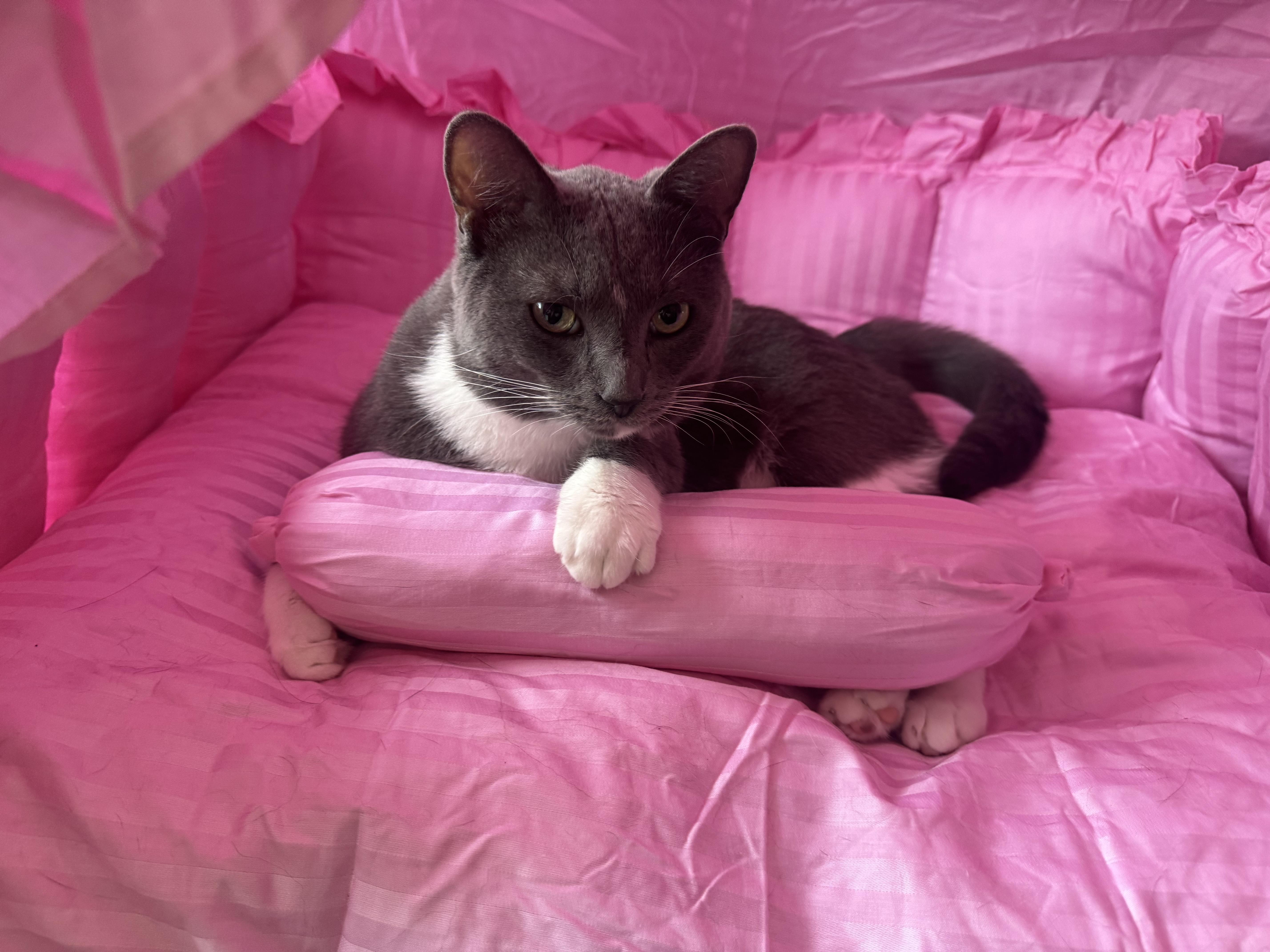 A young medium-sized male Domestic Short Hair cat named Tom Tom for adoption in Charlotte, NC