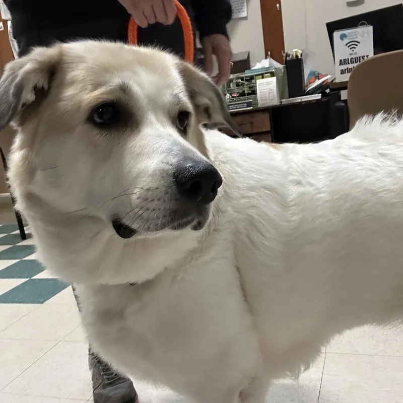An adult large-sized female Great Pyrenees dog named Ellie for adoption in Bedford, NH