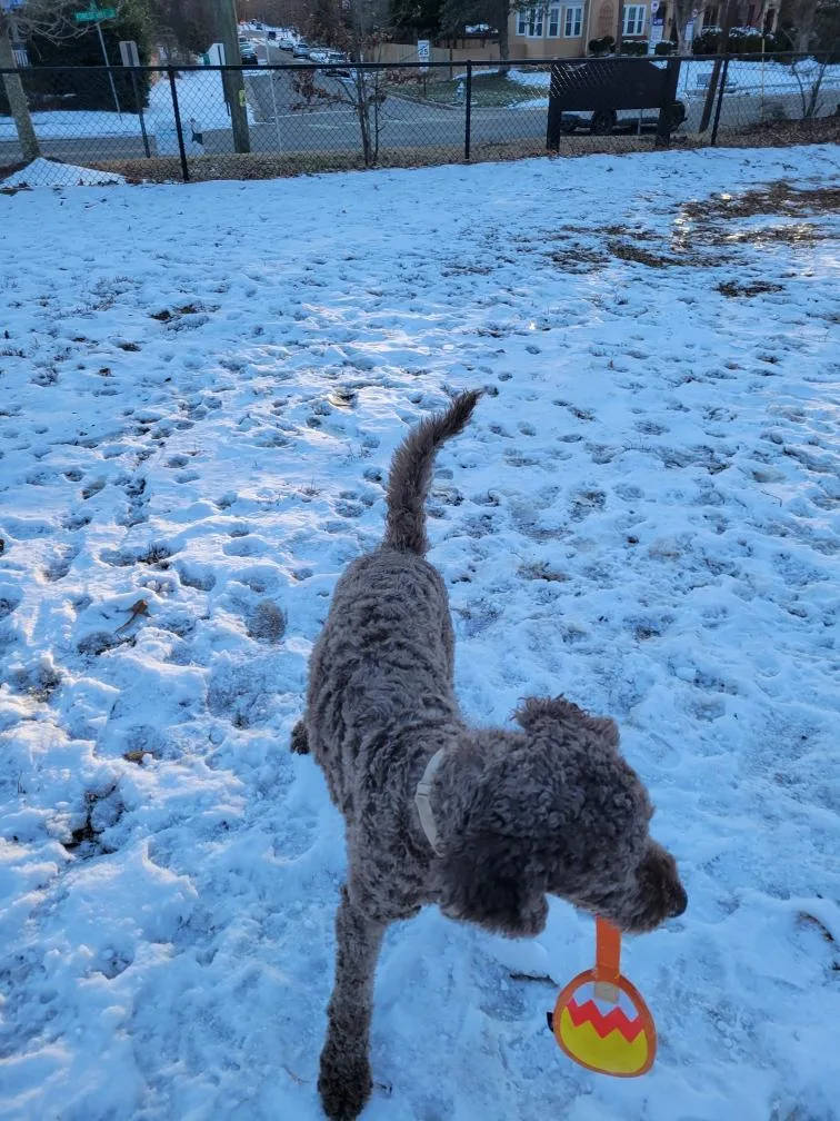 Rufus
