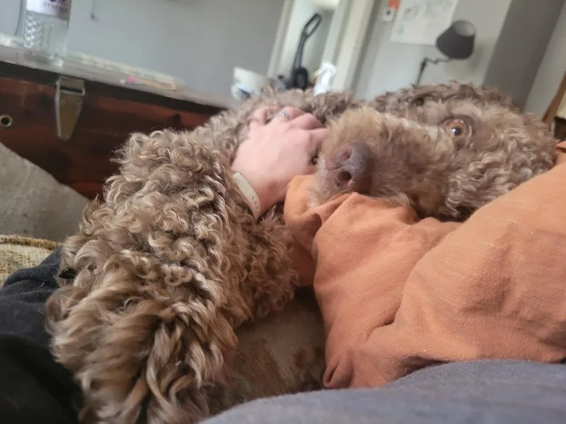 Rufus thumbnail 2