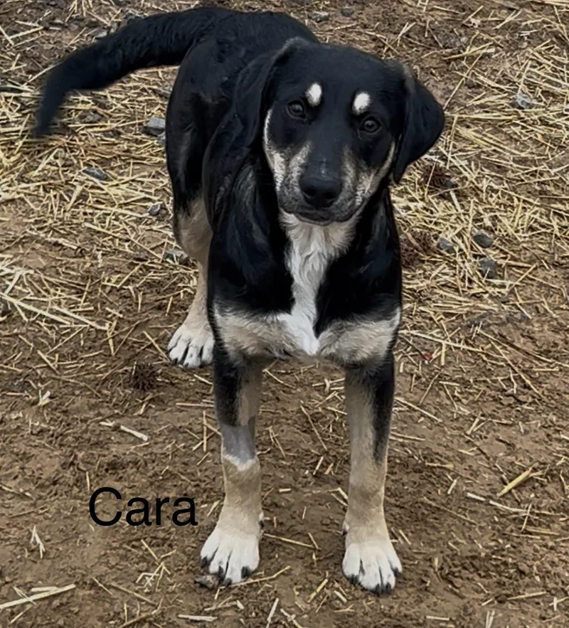 A young medium-sized female Mixed Breed dog named Cara for adoption in Texarkana, TX