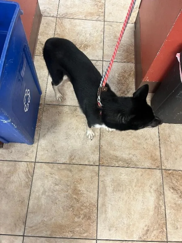 An adult medium-sized female Black Mixed Breed dog named Twin Flame for adoption in Cincinnati, OH