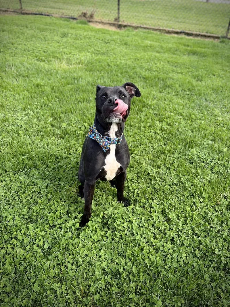 An adult large-sized male Black Mixed Breed dog named Lucky for adoption in Greensburg, IN