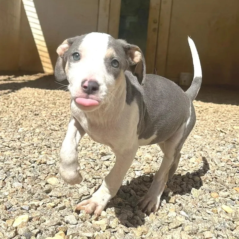 A baby small-sized male Gray / Blue / Silver Mixed Breed dog named Megatron for adoption in LOXAHATCHEE, FL
