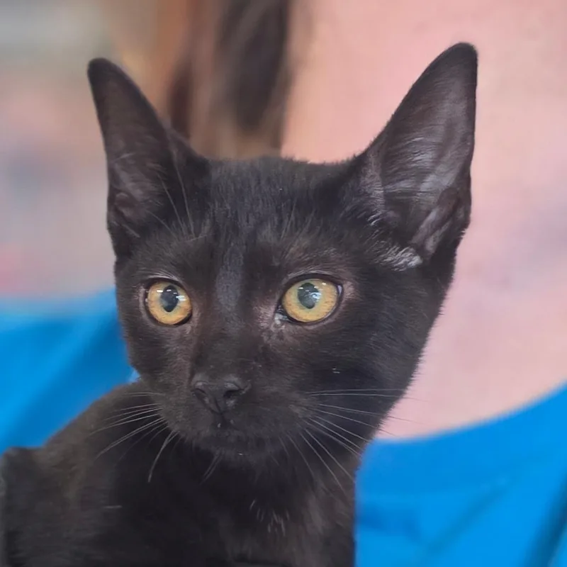 A baby small-sized female Black Domestic Short Hair cat named Storm kit for adoption in Chatham, VA
