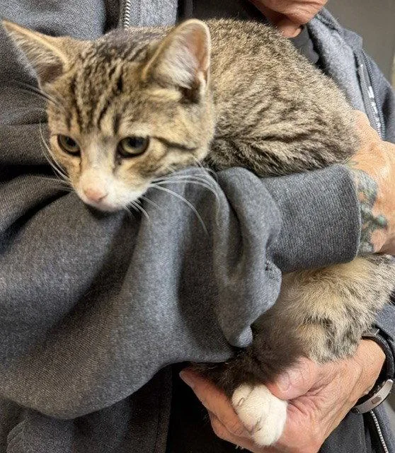 A young medium-sized male Domestic Short Hair cat named Alden for adoption in Apollo, PA