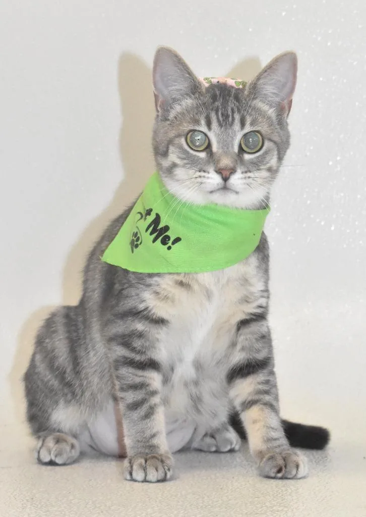 A baby large-sized female Domestic Short Hair cat named Capri for adoption in Springfield, OH