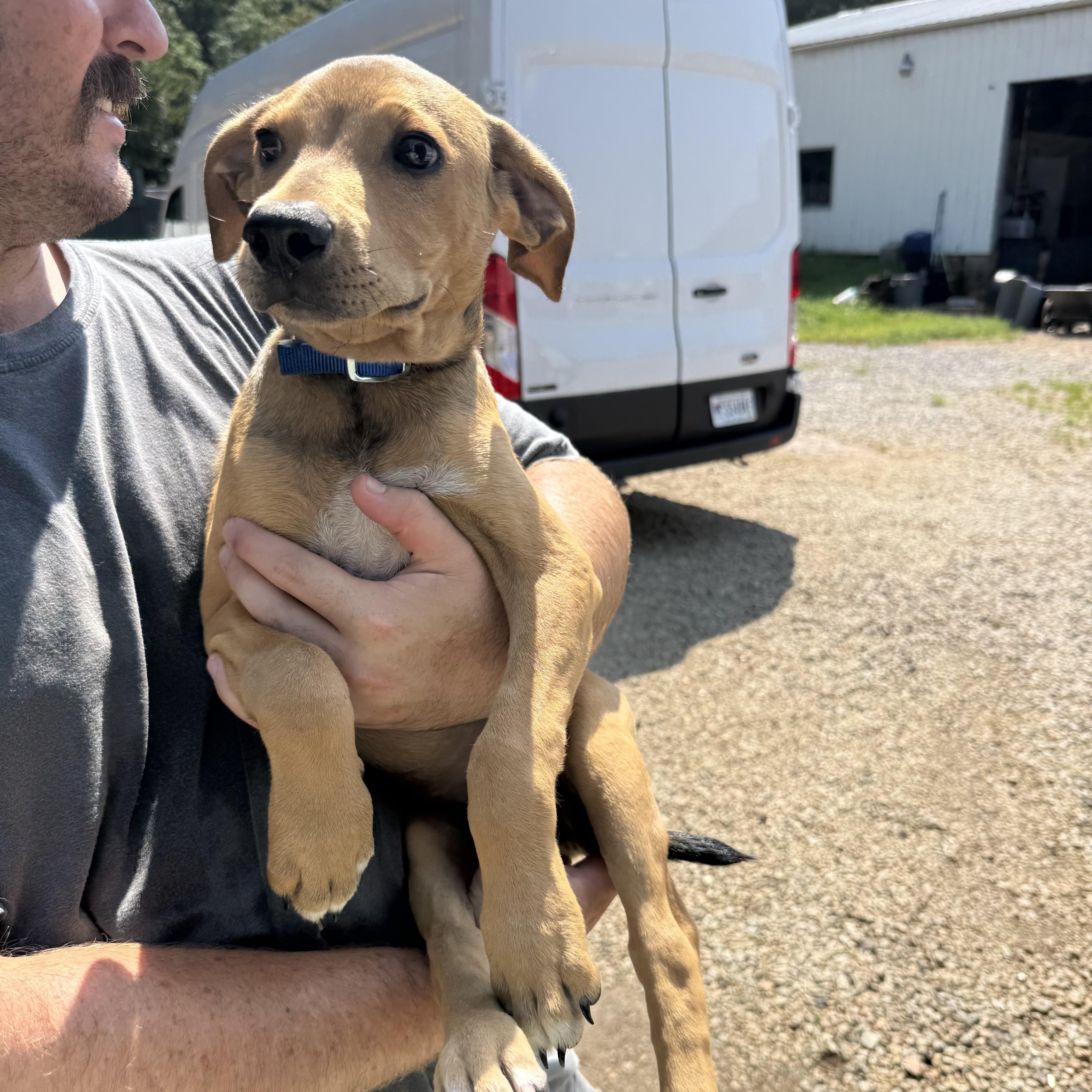 A baby medium-sized male Yellow / Tan / Blond / Fawn Labrador Retriever dog named Chad for adoption in Columbia, SC