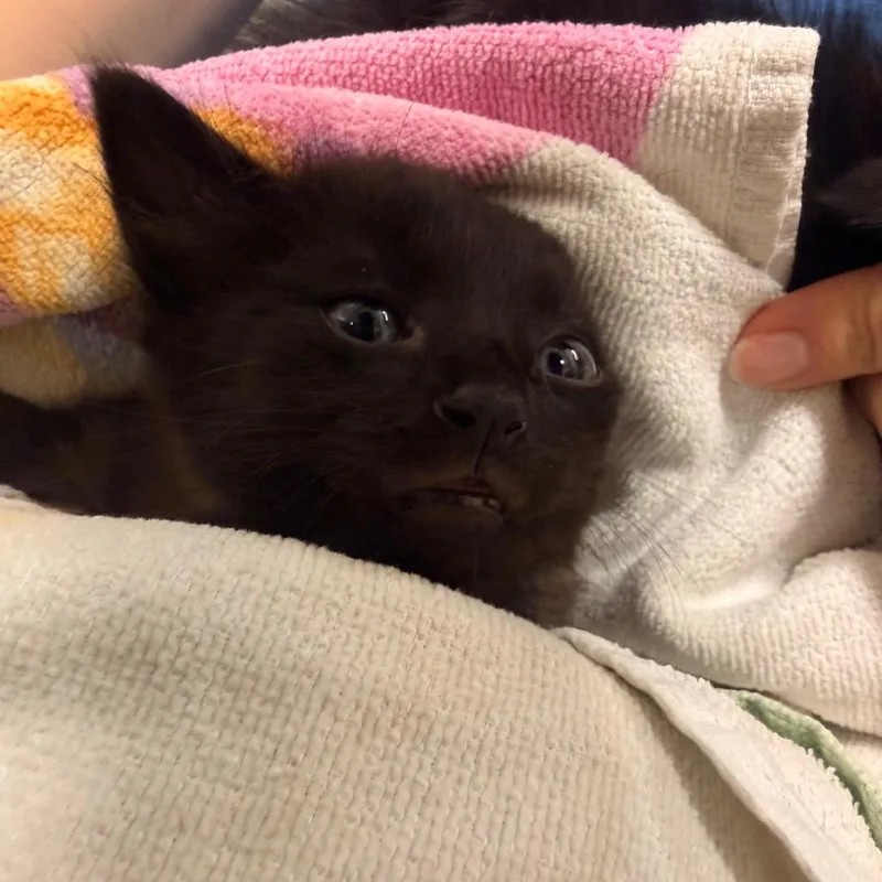 A baby small-sized male Black Domestic Medium Hair cat named Chops for adoption in Chattanooga, TN