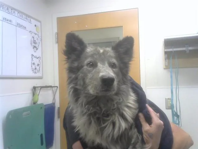 An adult medium-sized male Australian Cattle Dog / Blue Heeler dog named Wolf for adoption in Albuquerque, NM