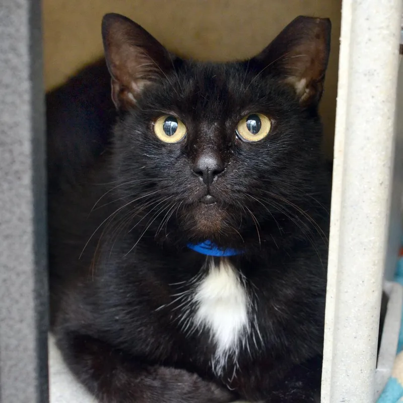 An adult medium-sized male Black Domestic Short Hair cat named Midnight for adoption in Sanford, FL