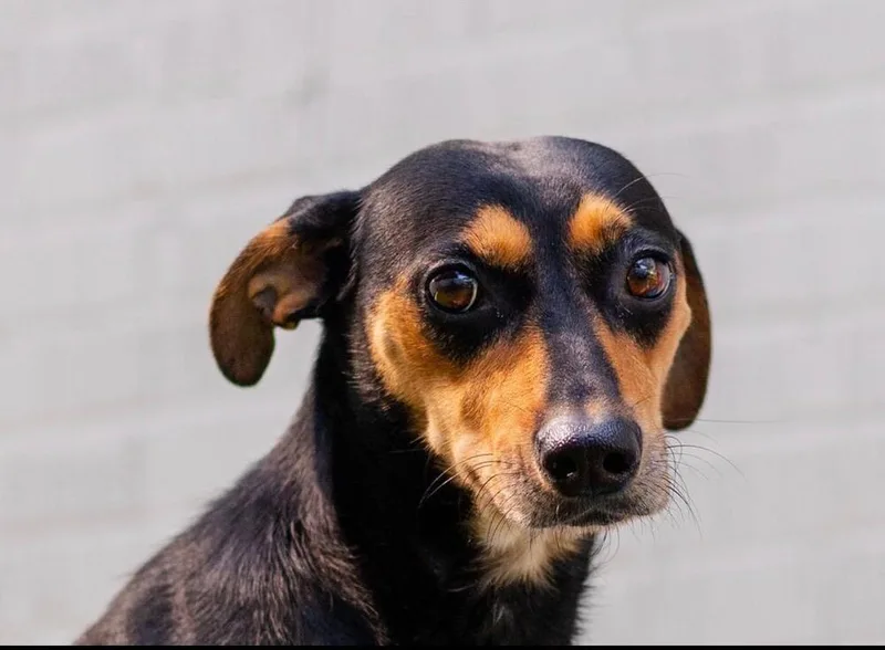 An adult small-sized female Brown / Chocolate Mixed Breed dog named Laika for adoption in Breinigsville, PA