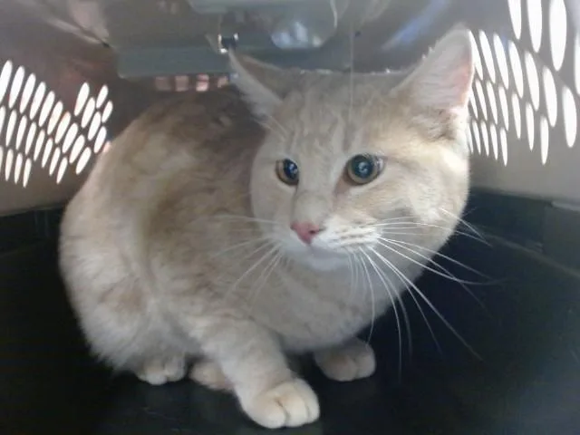 An adult medium-sized male Domestic Short Hair cat named Poncho for adoption in Oklahoma City, OK