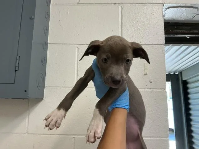 A baby small-sized female Pit Bull Terrier dog named Bluey for adoption in San Bernardino, CA