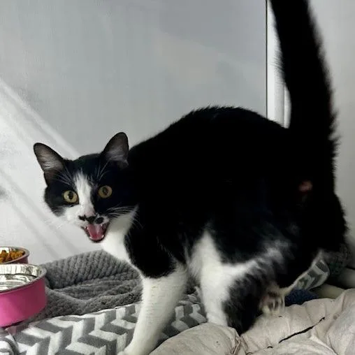 An adult medium-sized female Black American Shorthair cat named Whiskers for adoption in Poplar Bluff, MO
