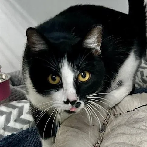 Whiskers thumbnail 2
