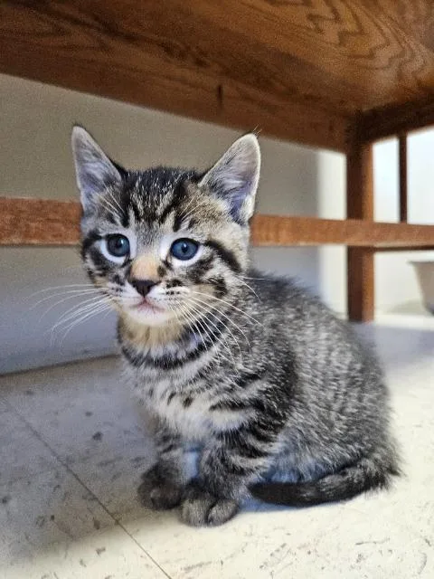 A baby small-sized male Domestic Short Hair cat named Ray for adoption in Barron, WI