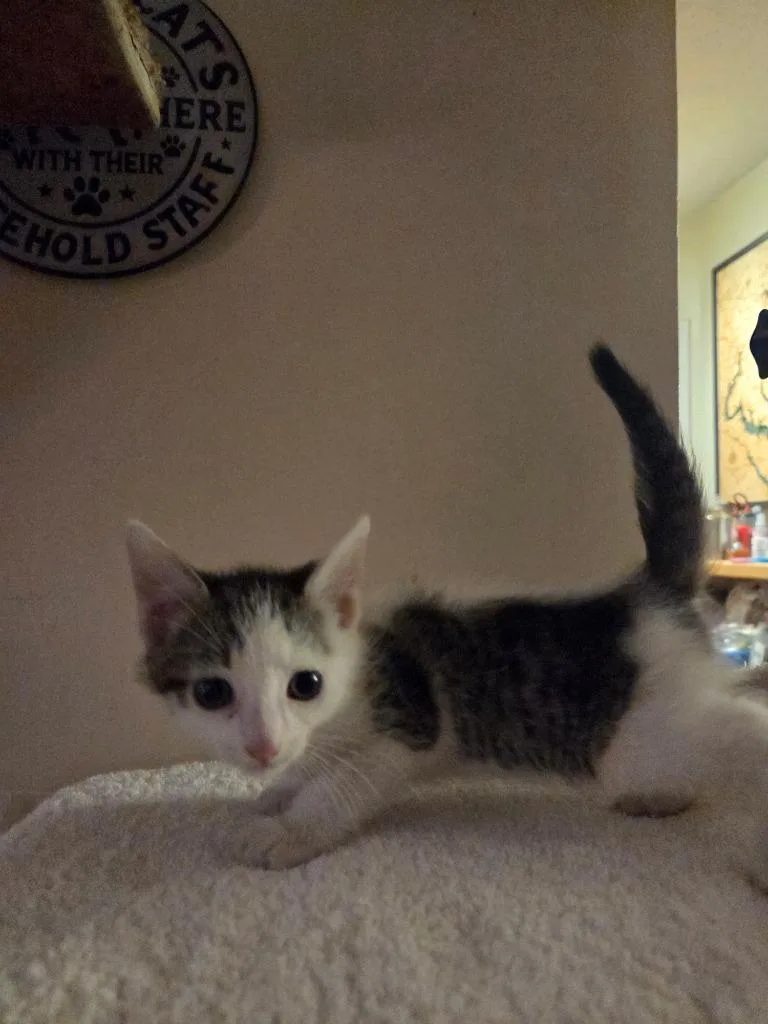 A baby medium-sized female Domestic Short Hair cat named Atlantic for adoption in Parkville, MD