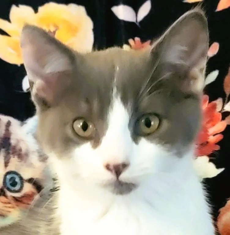 A baby medium-sized female Gray & White Domestic Short Hair cat named Slate Allen for adoption in Paris, KY