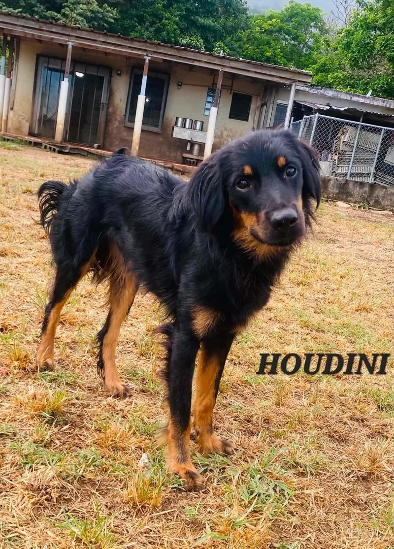 Houdini thumbnail 2