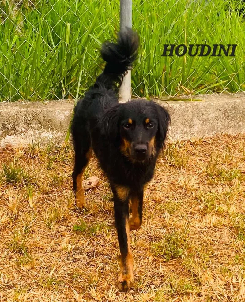 Houdini thumbnail 3