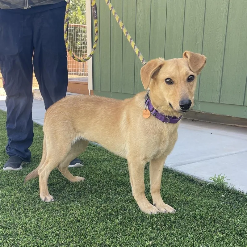 A young medium-sized female Yellow / Tan / Blond / Fawn Mixed Breed dog named Goldie for adoption in Prescott, AZ