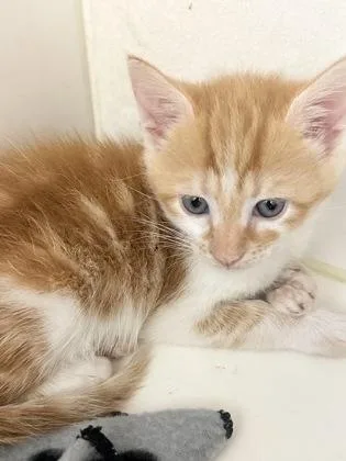 A baby small-sized female Domestic Short Hair cat named Buxton for adoption in Manteo, NC