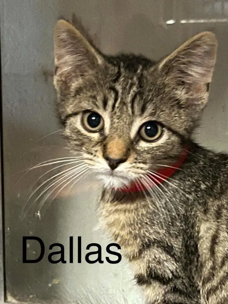 Dallas