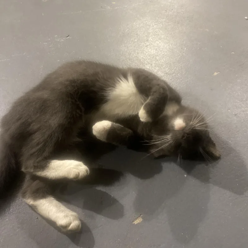 A young medium-sized female Gray / Blue / Silver Domestic Short Hair cat named Lavender for adoption in West Palm Beach, FL