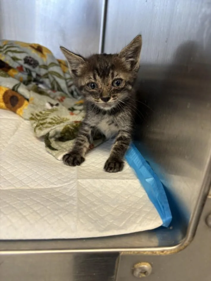 An adult small-sized male Domestic Short Hair cat named A for adoption in Olivehurst, CA
