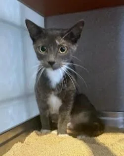 An adult medium-sized female Domestic Short Hair cat named Parfait for adoption in Washington, DC