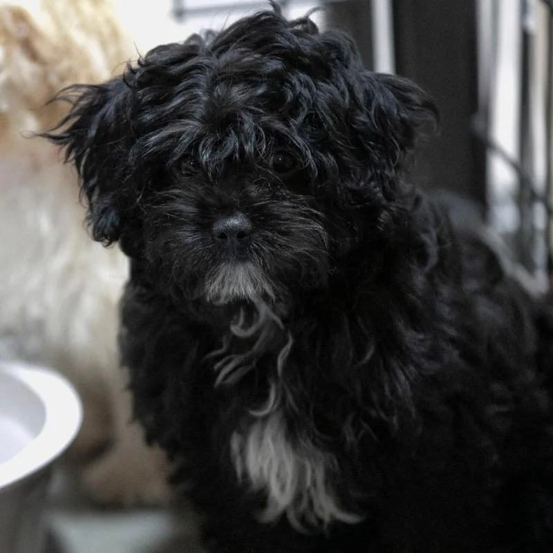Milo