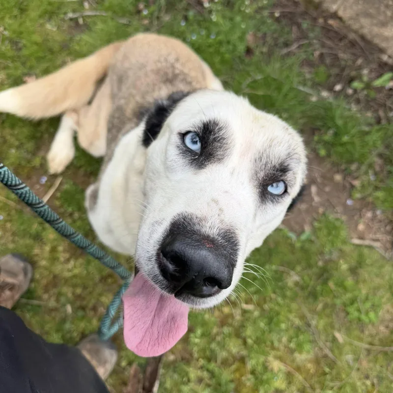 An adult medium-sized female White / Cream Labrador Retriever dog named Groot for adoption in Phoenixville, PA