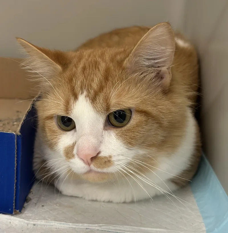 An adult medium-sized male Domestic Short Hair cat named Randy for adoption in Stafford, VA