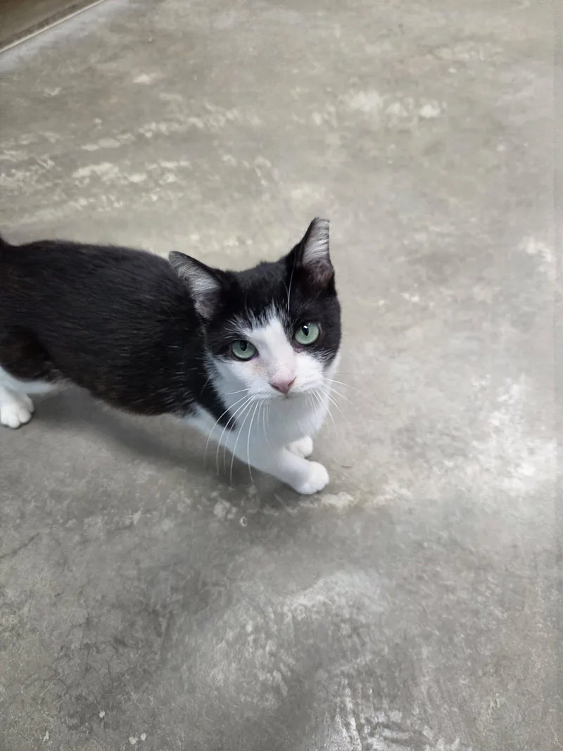 An adult medium-sized female Black & White / Tuxedo Domestic Short Hair cat named Lollipop for adoption in Chilton, WI