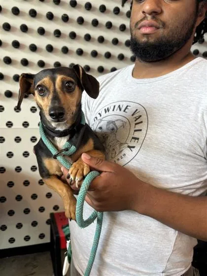 An adult small-sized female Mixed Breed dog named Tamale for adoption in West Chester, PA