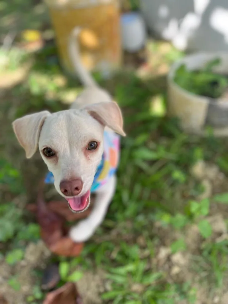 An adult small-sized male Chiweenie dog named Leal And Caramelo for adoption in Albion, NY