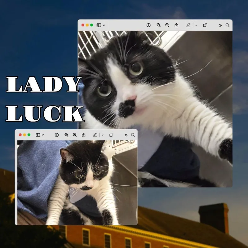 An adult medium-sized female Black Domestic Short Hair cat named Lady Luck for adoption in Wheeling, IL