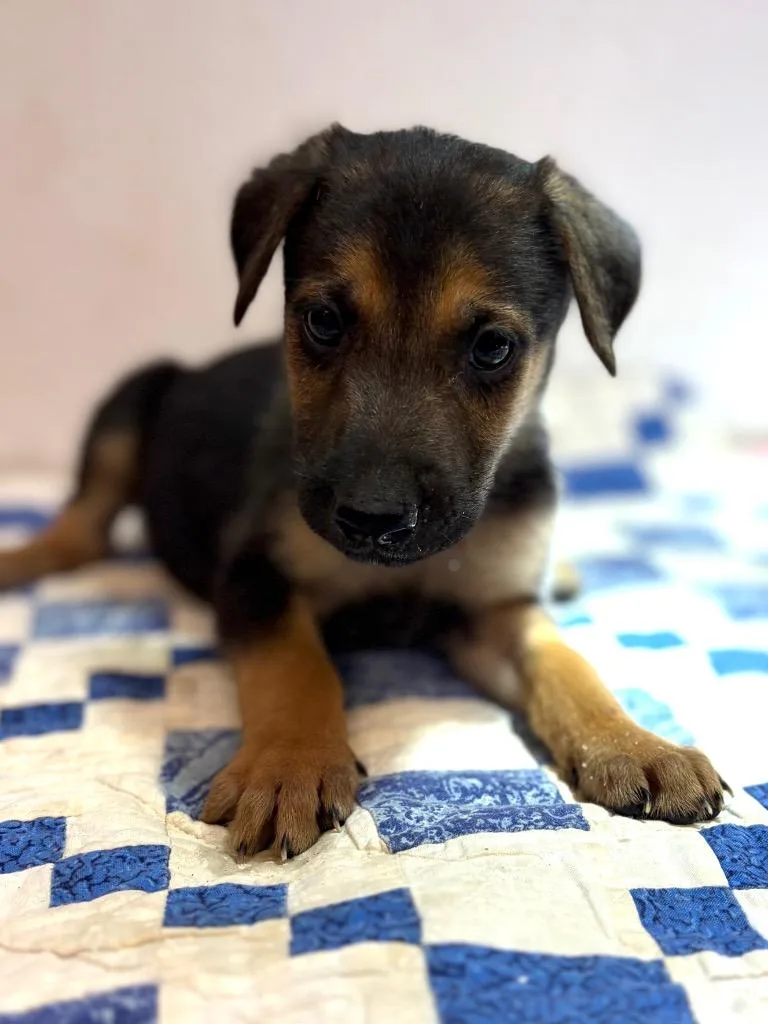 A baby large-sized male Shepherd dog named Jonah for adoption in Lockhart, TX