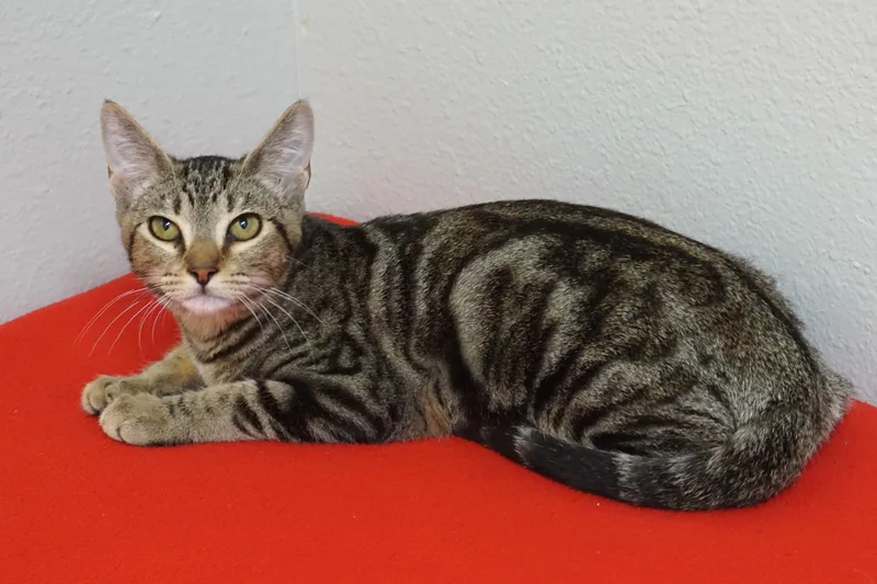 A baby small-sized male Domestic Short Hair cat named Daxter for adoption in Fountain Hills, AZ