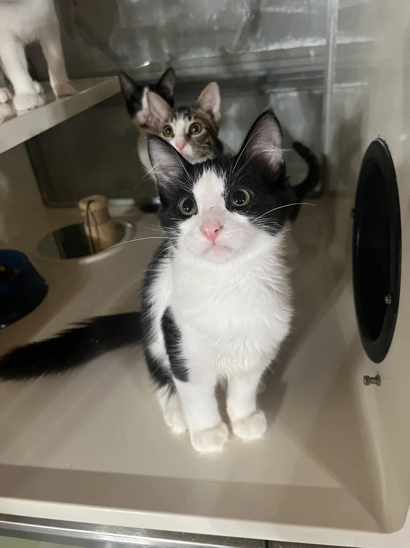 A young medium-sized male Black & White / Tuxedo Domestic Short Hair cat named Whiskey for adoption in Hammond, LA