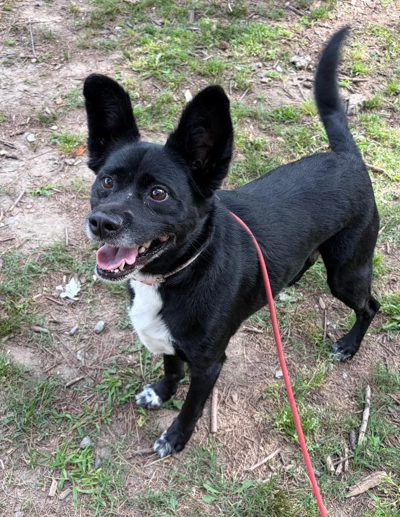 An adult medium-sized female Labrador Retriever dog named Aubrey for adoption in Little Rock, AR