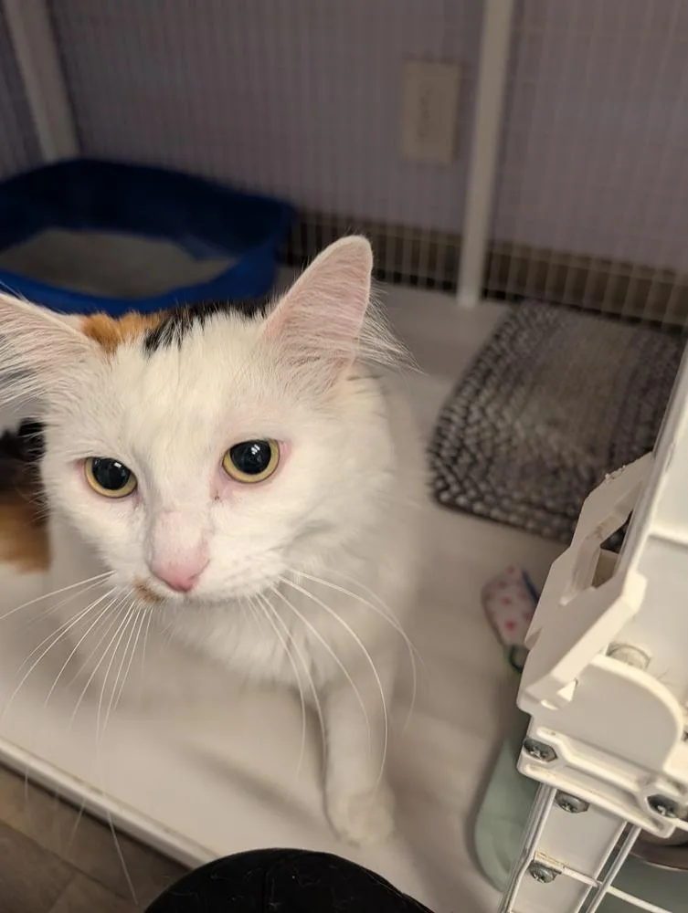 Purrsephone