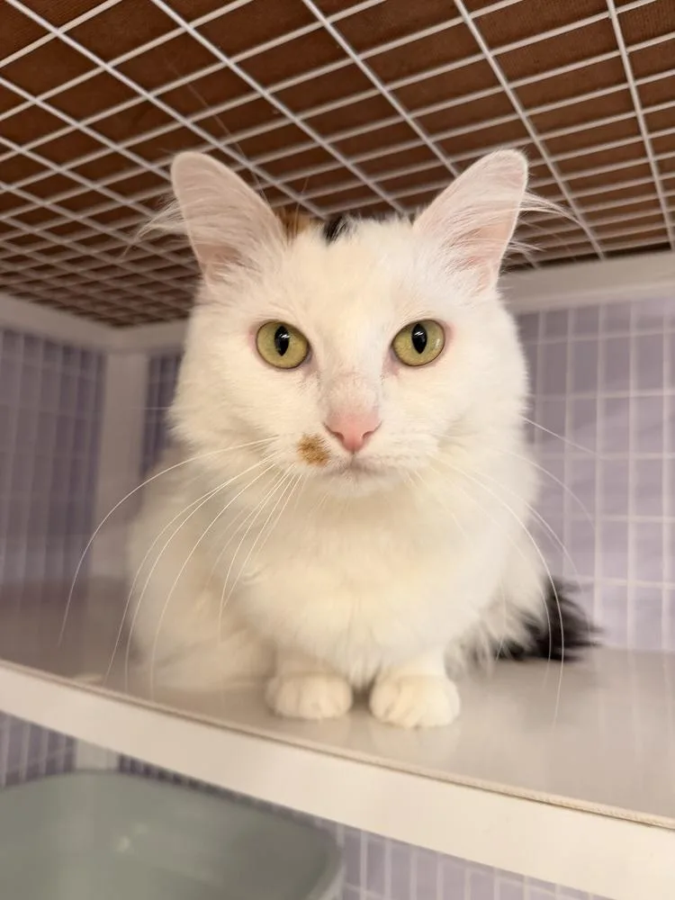 Purrsephone thumbnail 2