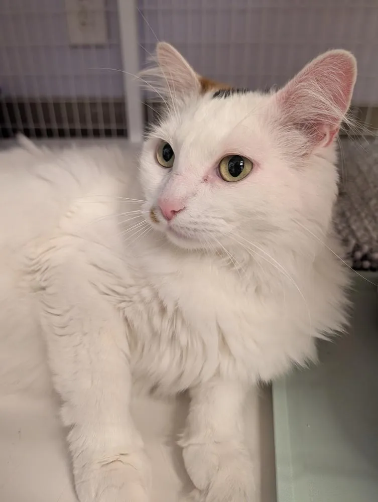 Purrsephone thumbnail 3