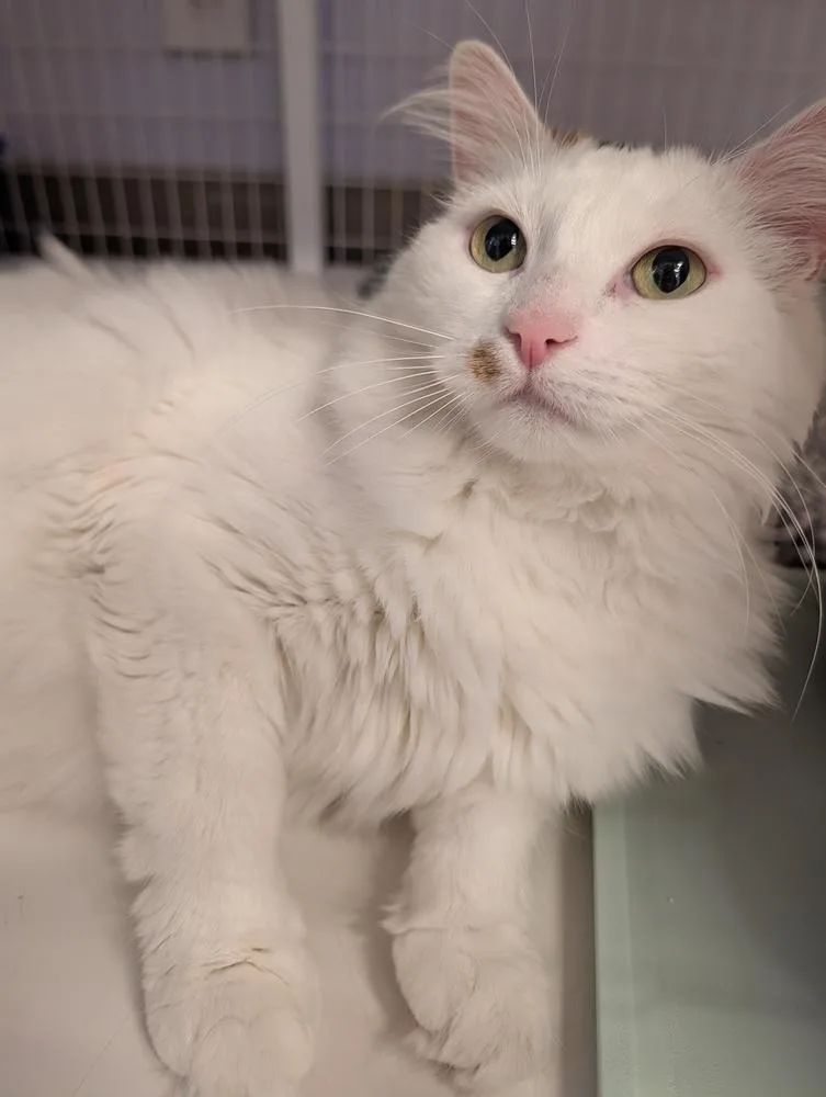 Purrsephone thumbnail 4