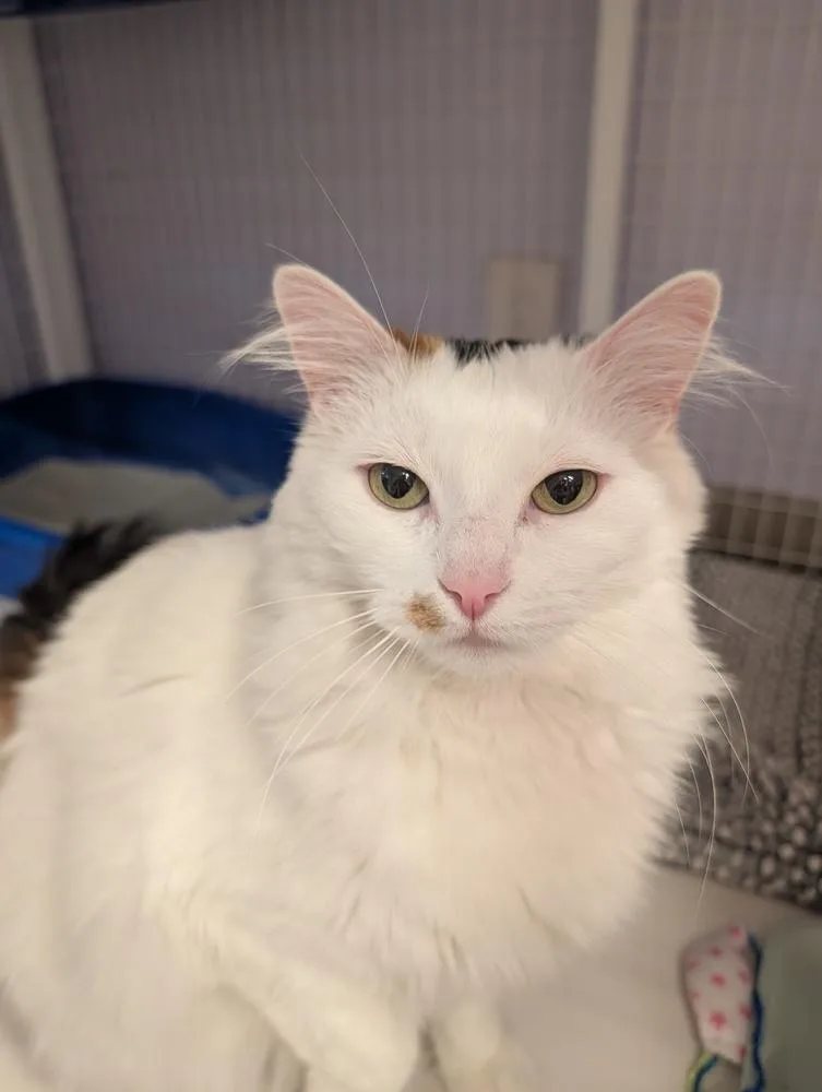 Purrsephone thumbnail 5