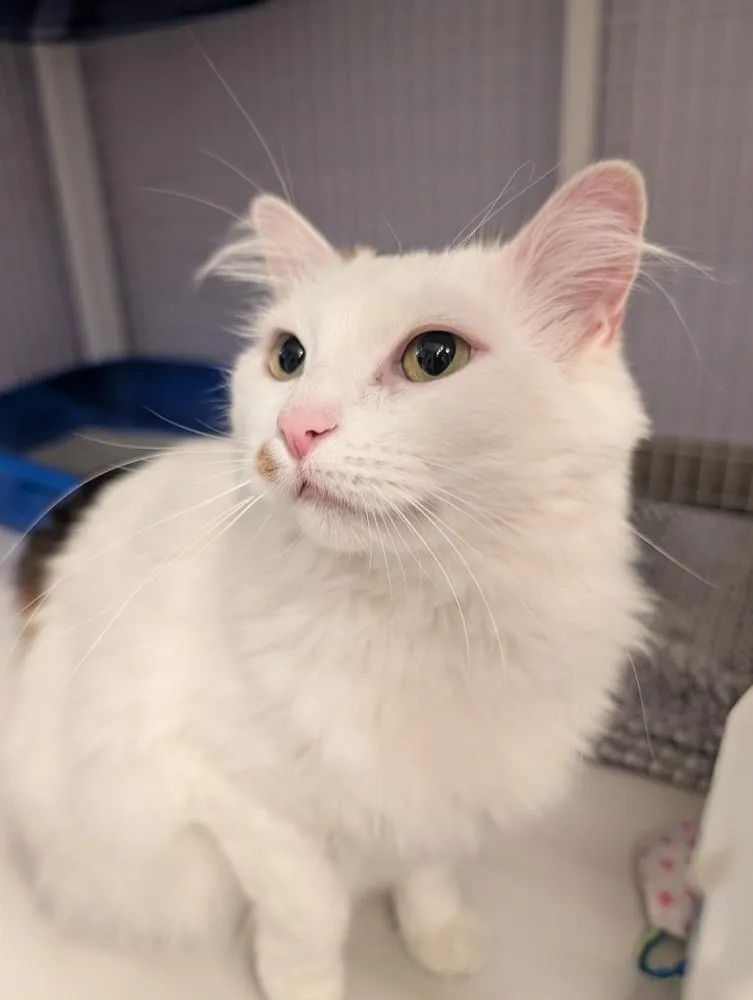 Purrsephone thumbnail 6