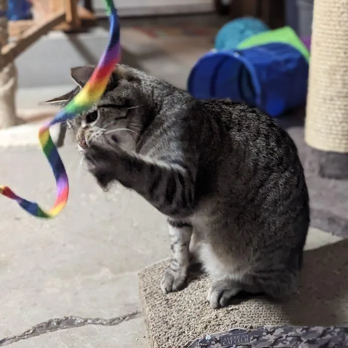 Boragard thumbnail 2