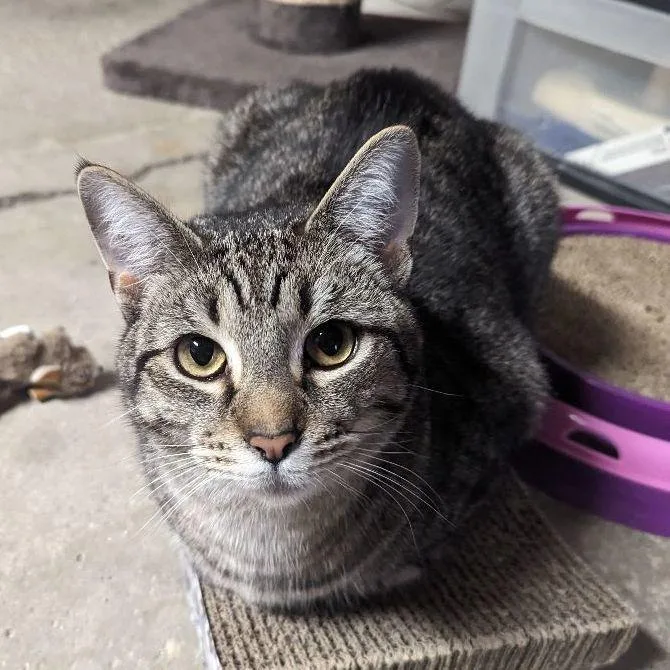 Boragard thumbnail 3